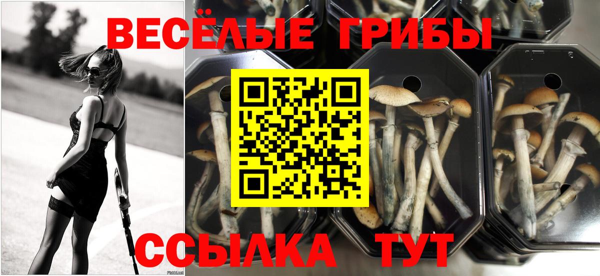 Галлюциногенные грибы прущие грибы  Вход с VPN  Верхняя Пышма 